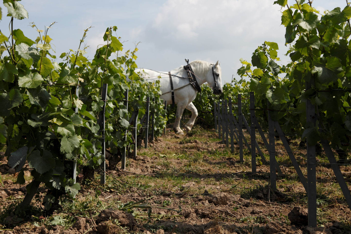 March Edition: Beyond Organics 2021 | Cedric Moussé Terre d'Illite 2015 & Drappier Clarevallis