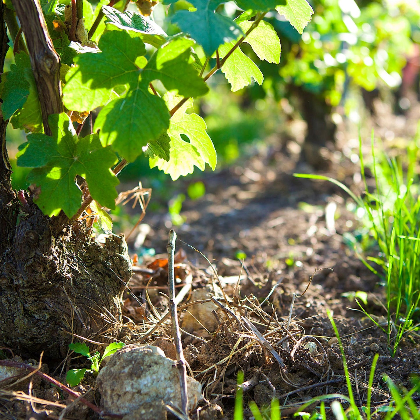 Vineyard with grapevines and green leaves