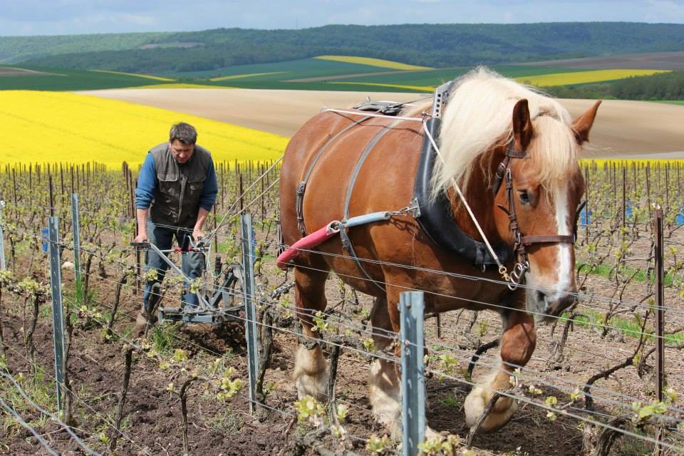 The August Edition - Biodynamics in Champagne